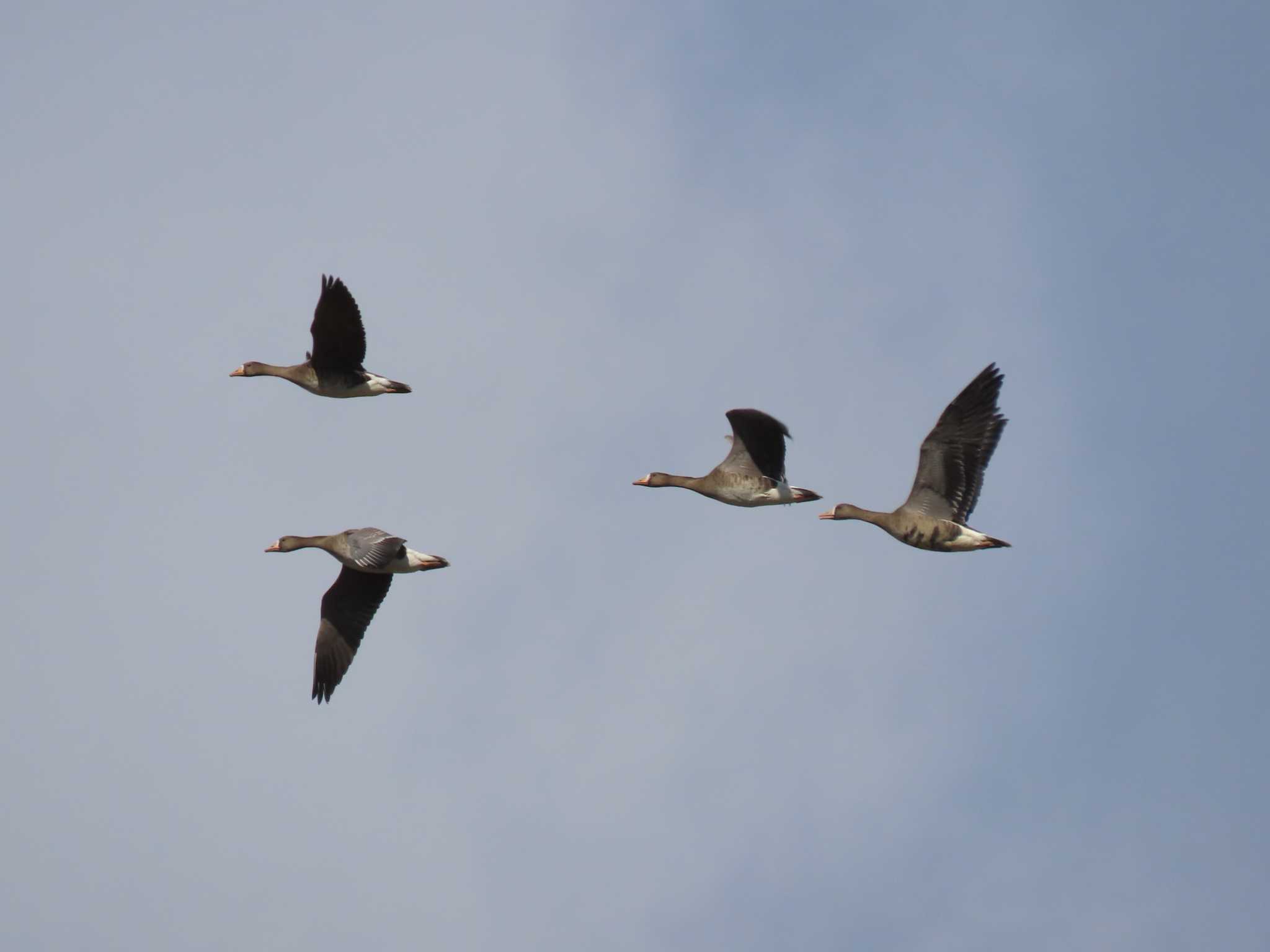 Greater White-fronted Goose