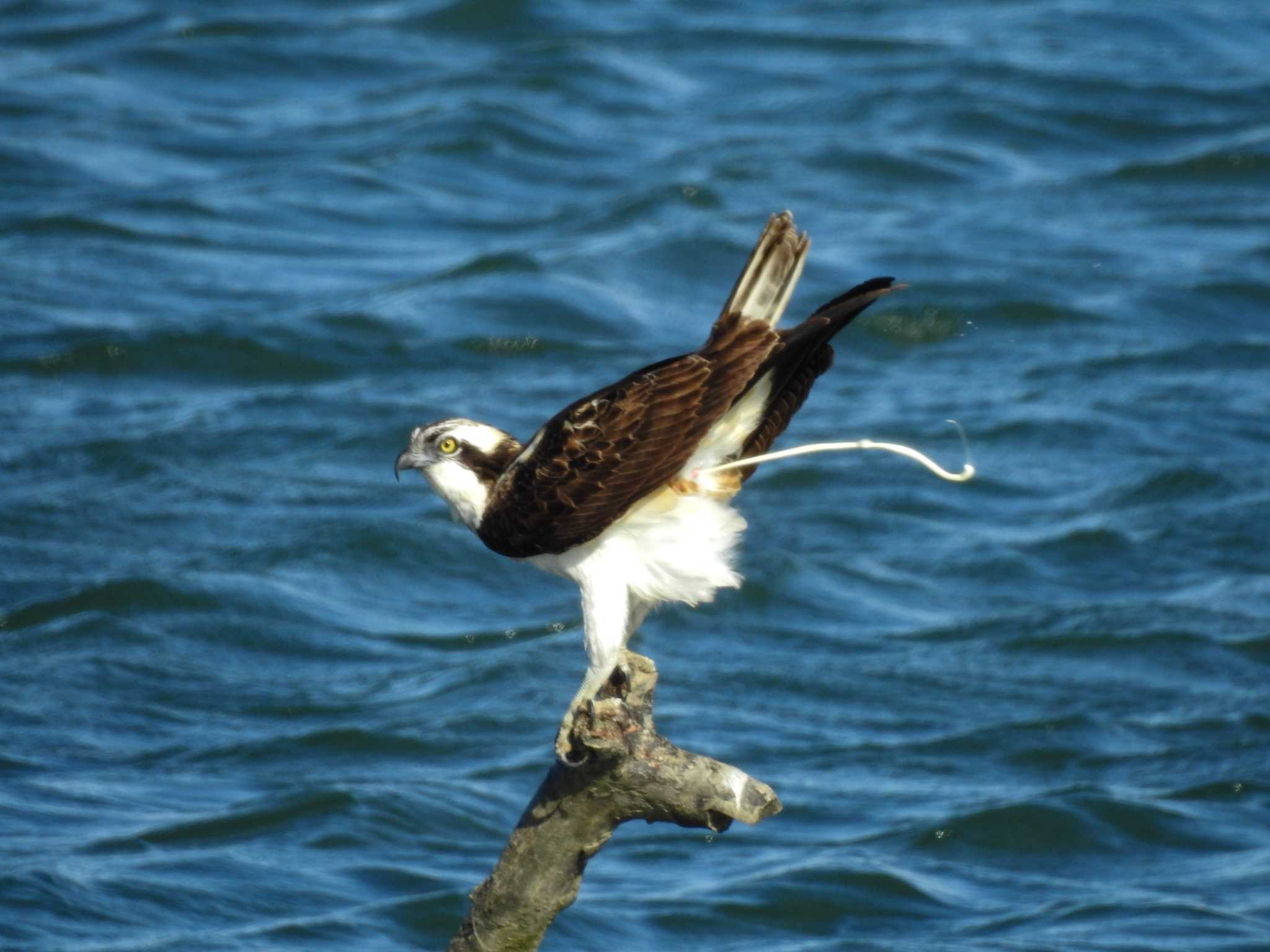 Osprey