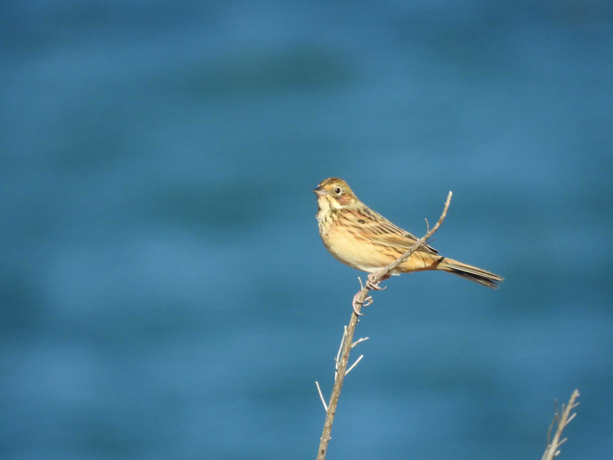 Chestnut-eared Bunting