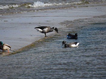 Brant Goose 雲出川河口 Sat, 12/2/2023