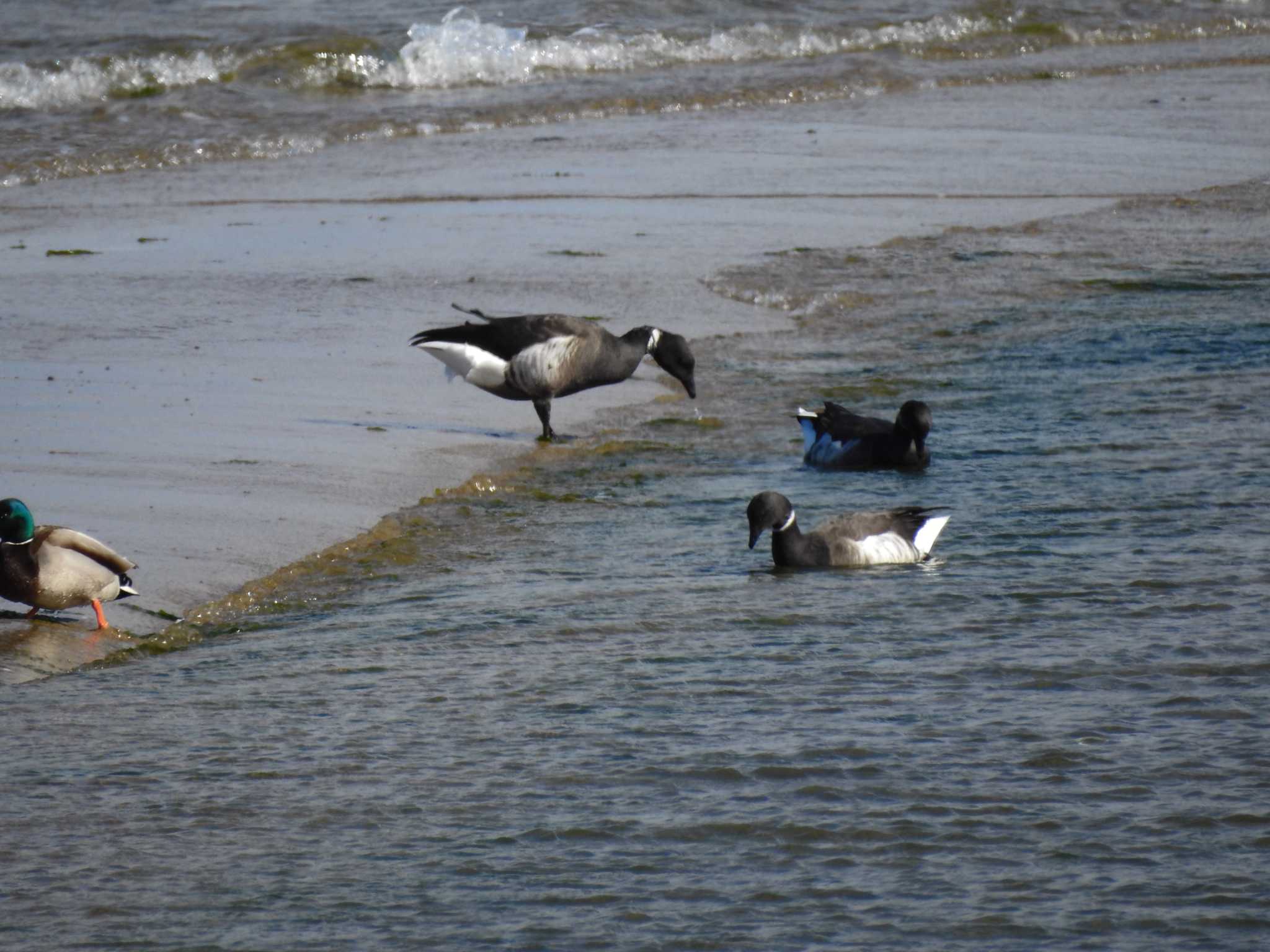 Photo of Brant Goose at 雲出川河口 by どらお