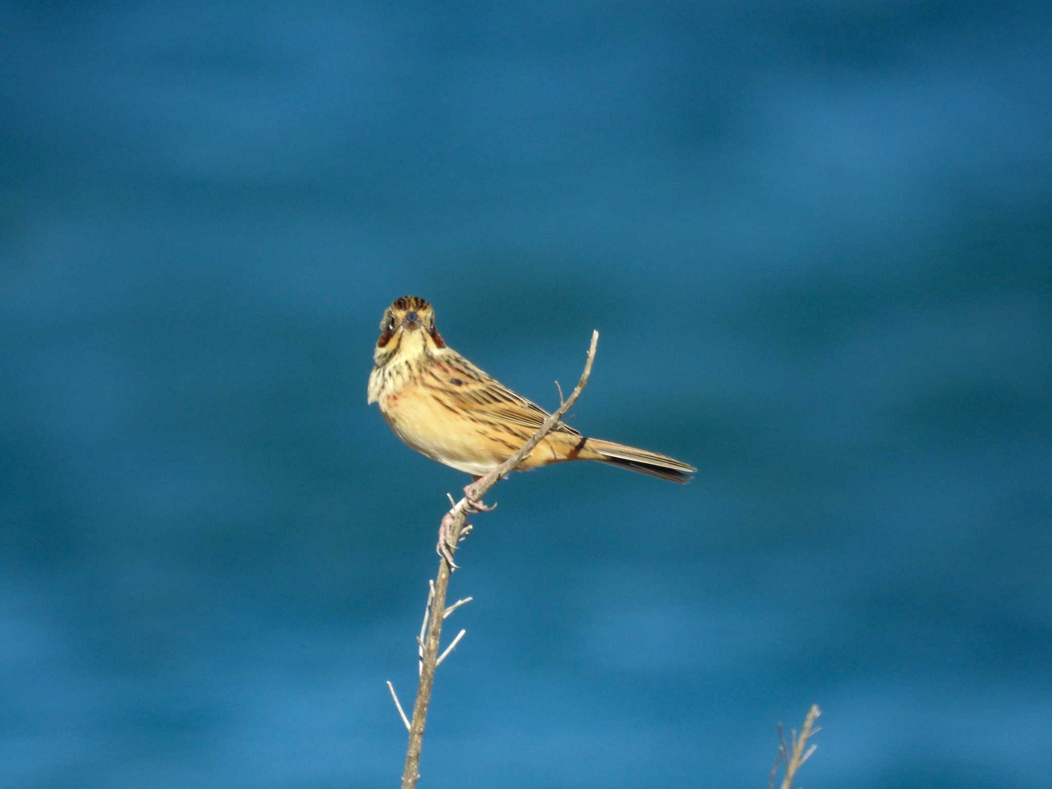 Chestnut-eared Bunting