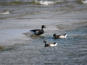 2023年12月2日(土) 雲出川河口の野鳥観察記録