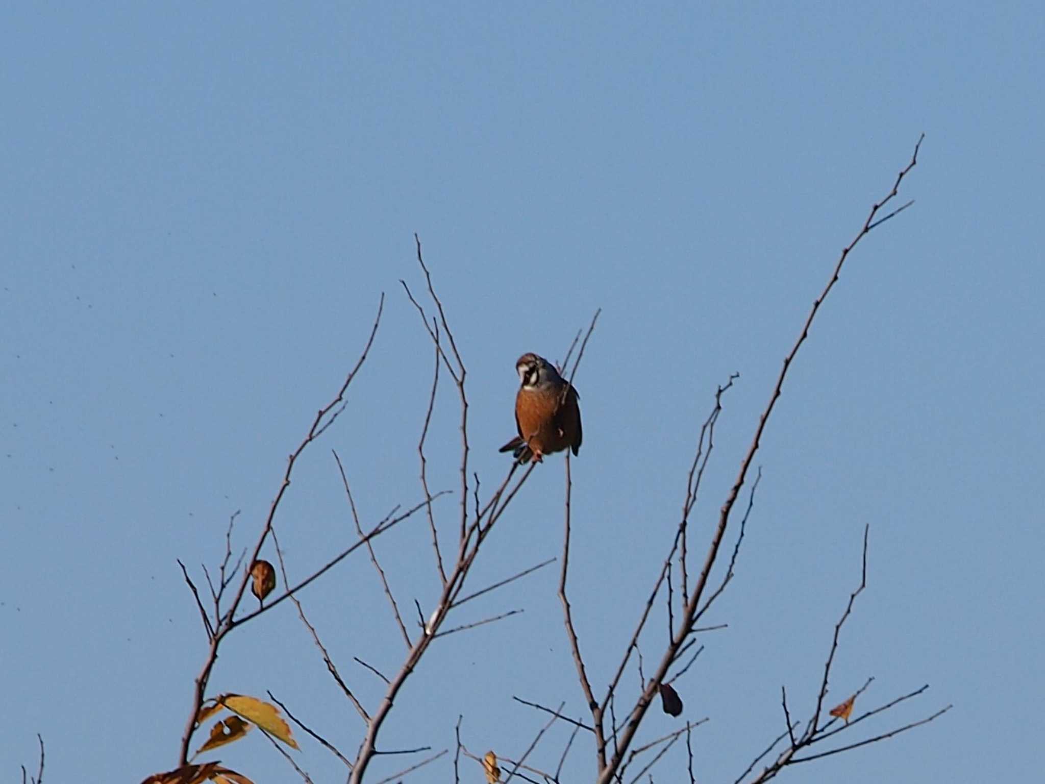 Photo of Meadow Bunting at 境川遊水地公園 by 塩昆布長