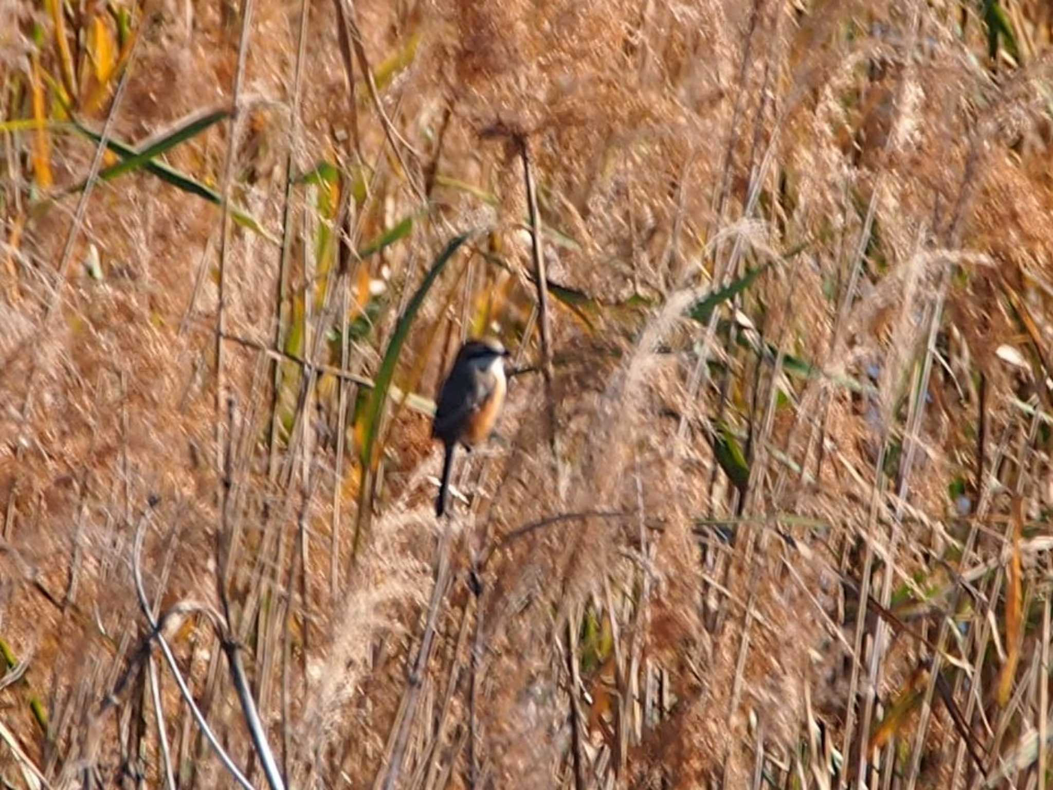 Bull-headed Shrike