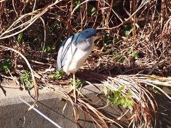 Sat, 12/2/2023 Birding report at 境川遊水地公園