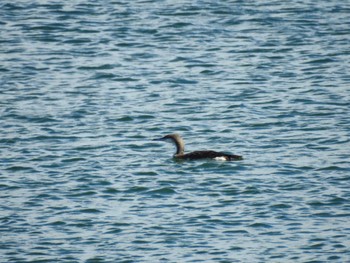 2023年12月2日(土) 香良洲海岸の野鳥観察記録