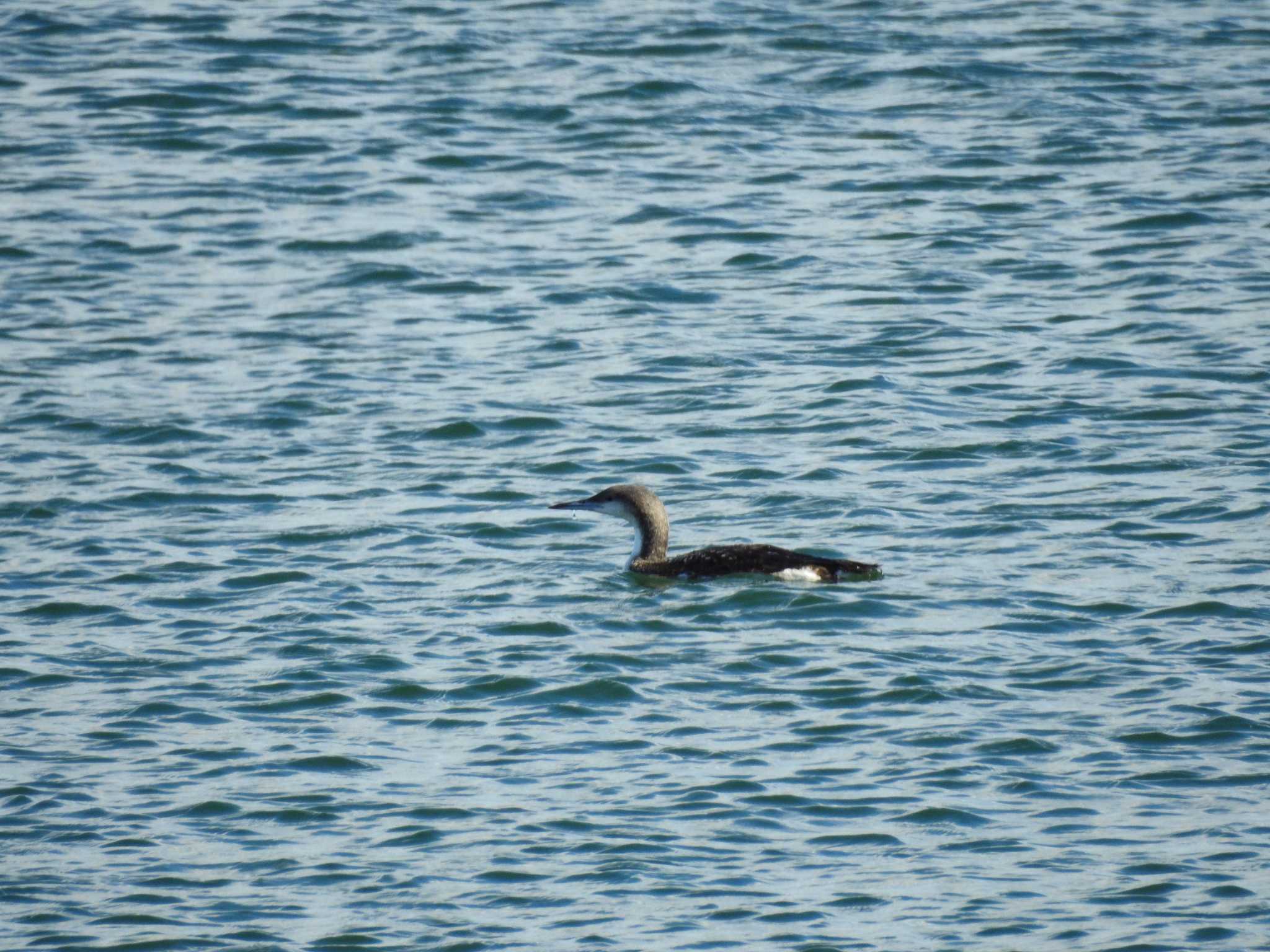 Black-throated Loon