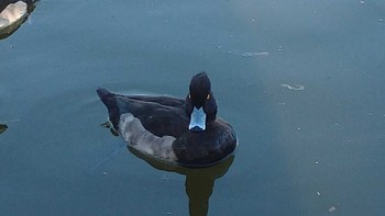 Tufted Duck 有東坂池多目的広場 Sat, 12/2/2023