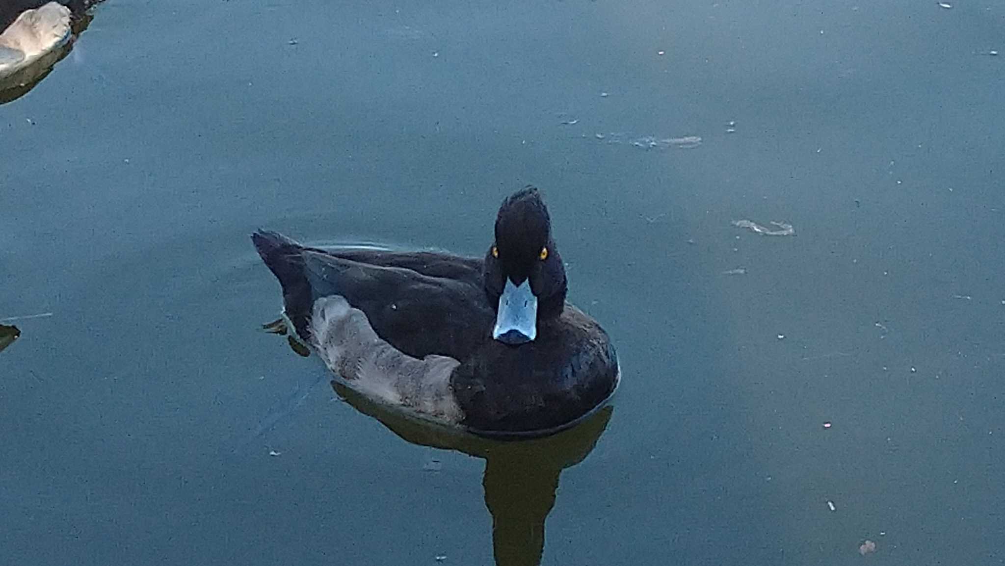 Photo of Tufted Duck at 有東坂池多目的広場 by つちいなご