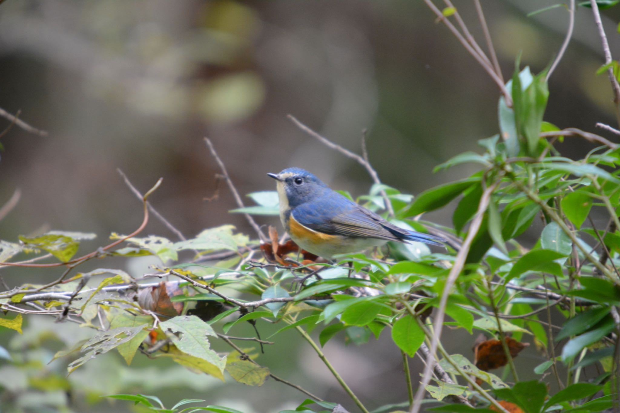 Photo of Red-flanked Bluetail at 各務原 by noel2023