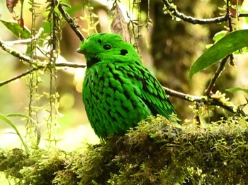 Whitehead's Broadbill Kinabaru park Thu, 11/23/2023