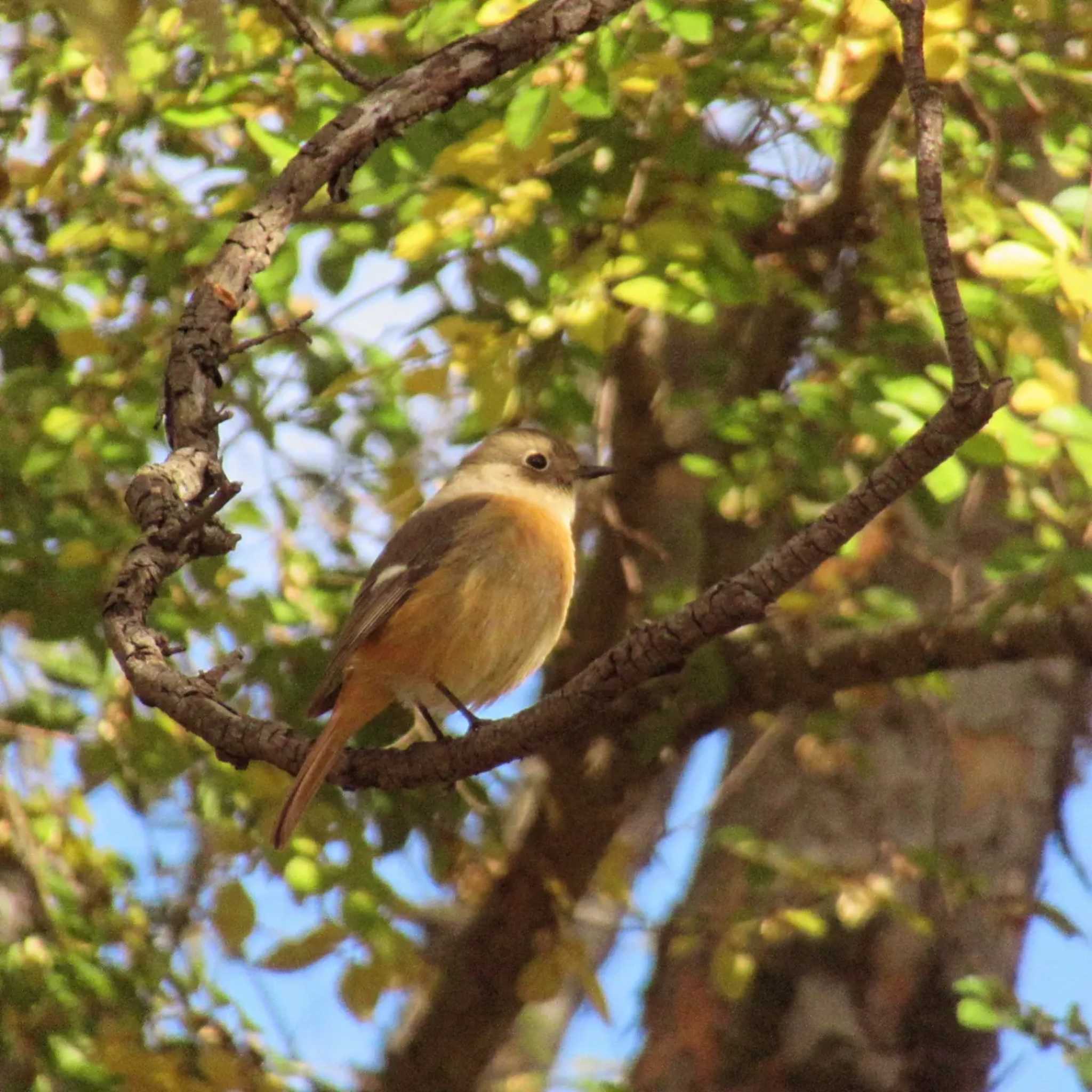 Daurian Redstart