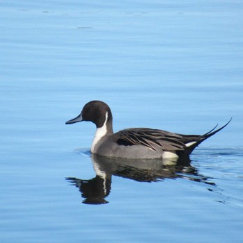 Northern Pintail Showa Kinen Park Sat, 12/2/2023