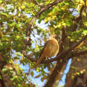 Daurian Redstart Showa Kinen Park Sat, 12/2/2023