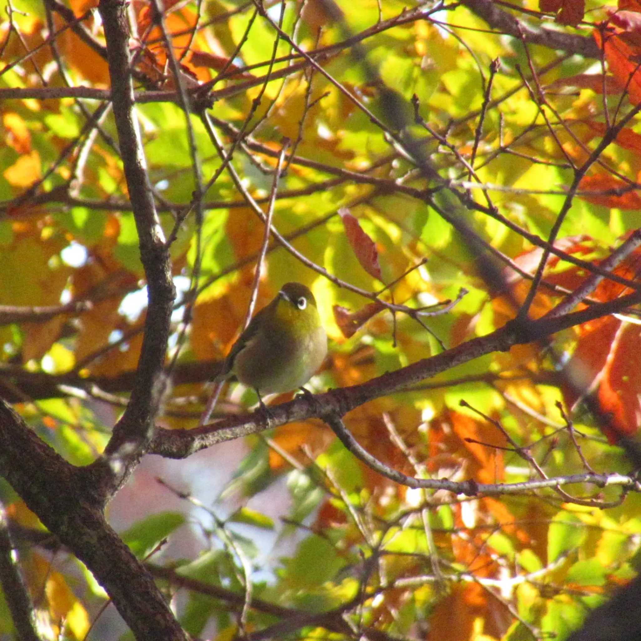 Warbling White-eye