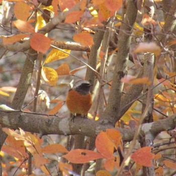 Daurian Redstart Showa Kinen Park Sat, 12/2/2023