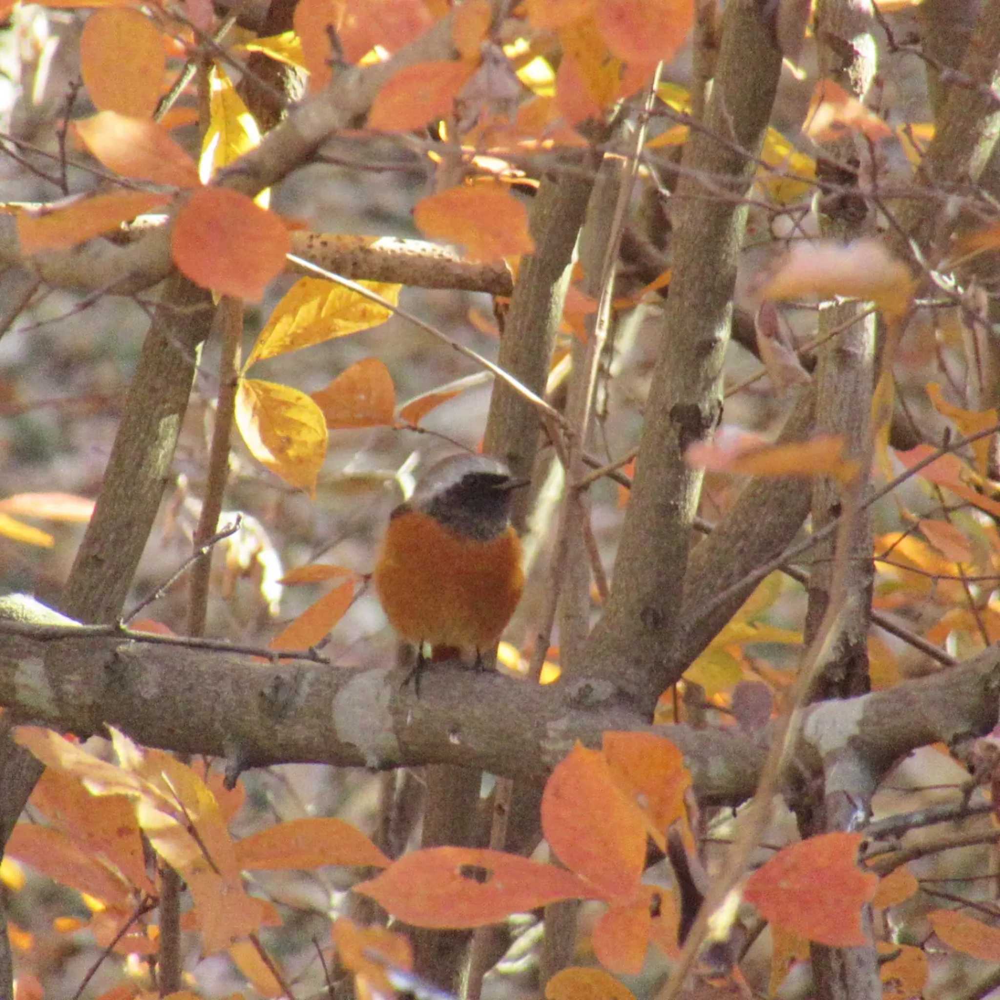 Daurian Redstart