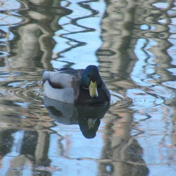 マガモ 昭和記念公園 2023年12月2日(土)