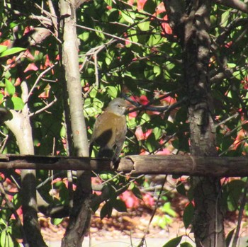 Pale Thrush Showa Kinen Park Sat, 12/2/2023