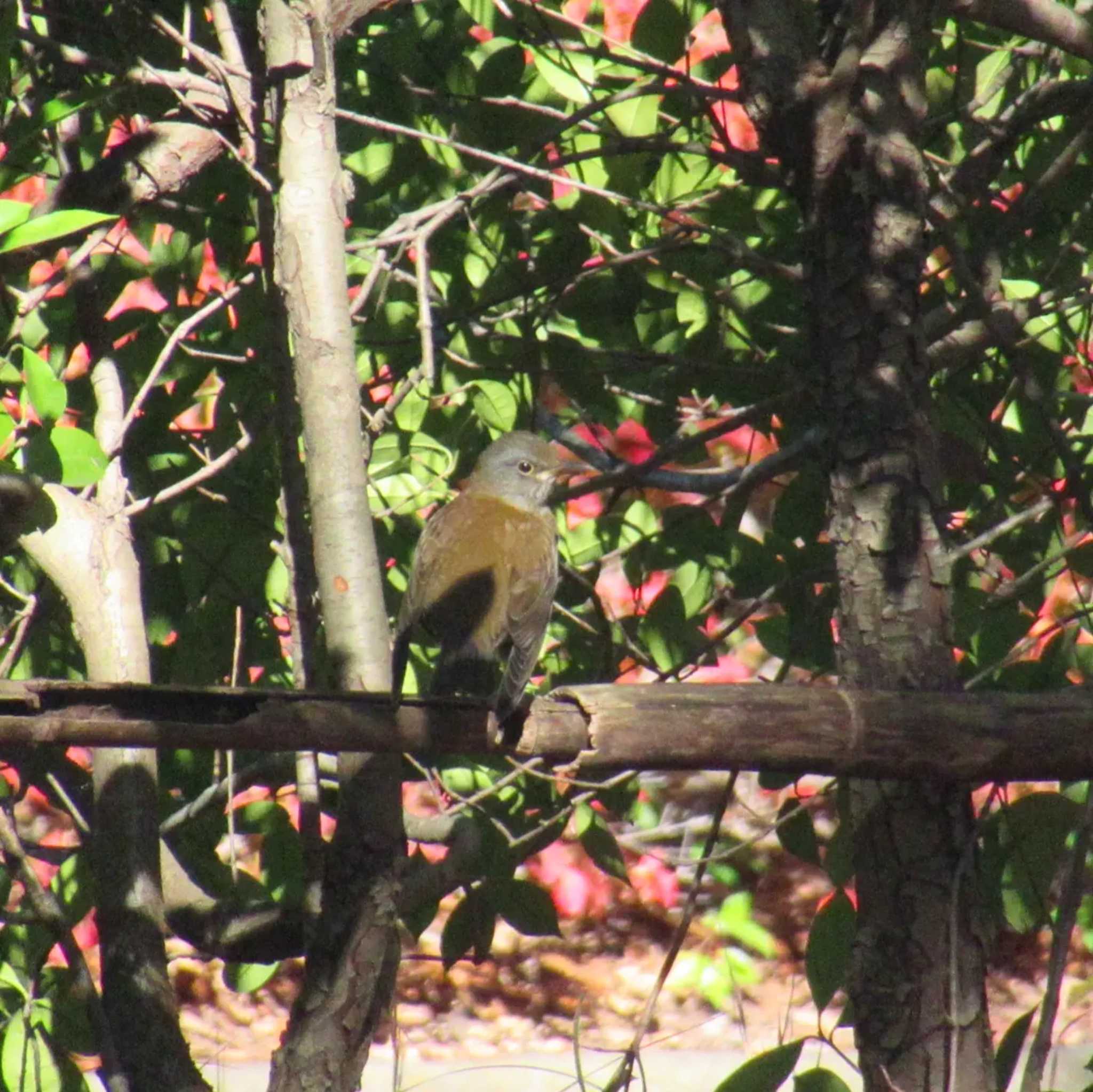 Pale Thrush