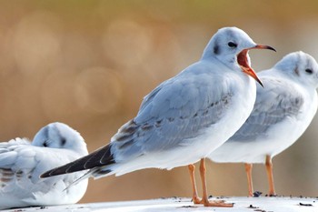 ユリカモメ 庄内緑地公園 2016年1月11日(月)