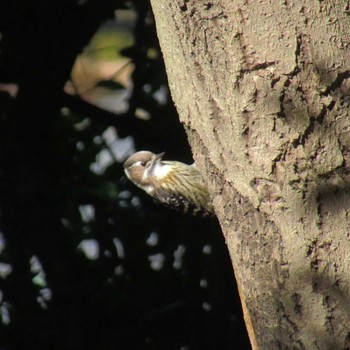 Japanese Pygmy Woodpecker Showa Kinen Park Sat, 12/2/2023