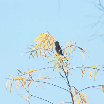 Siberian Long-tailed Rosefinch Showa Kinen Park Sat, 12/2/2023