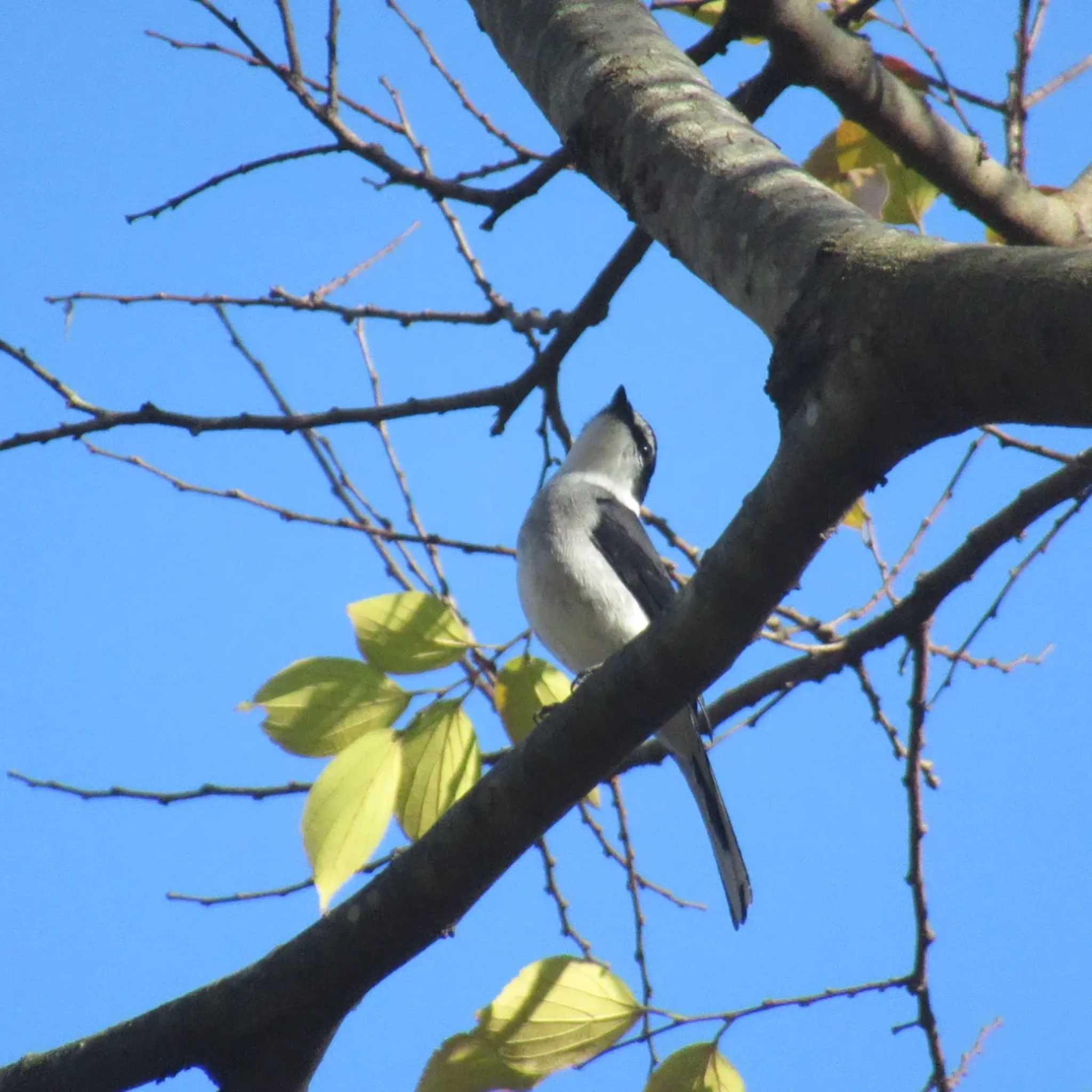 Ryukyu Minivet