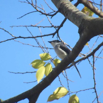 Ryukyu Minivet Showa Kinen Park Sat, 12/2/2023