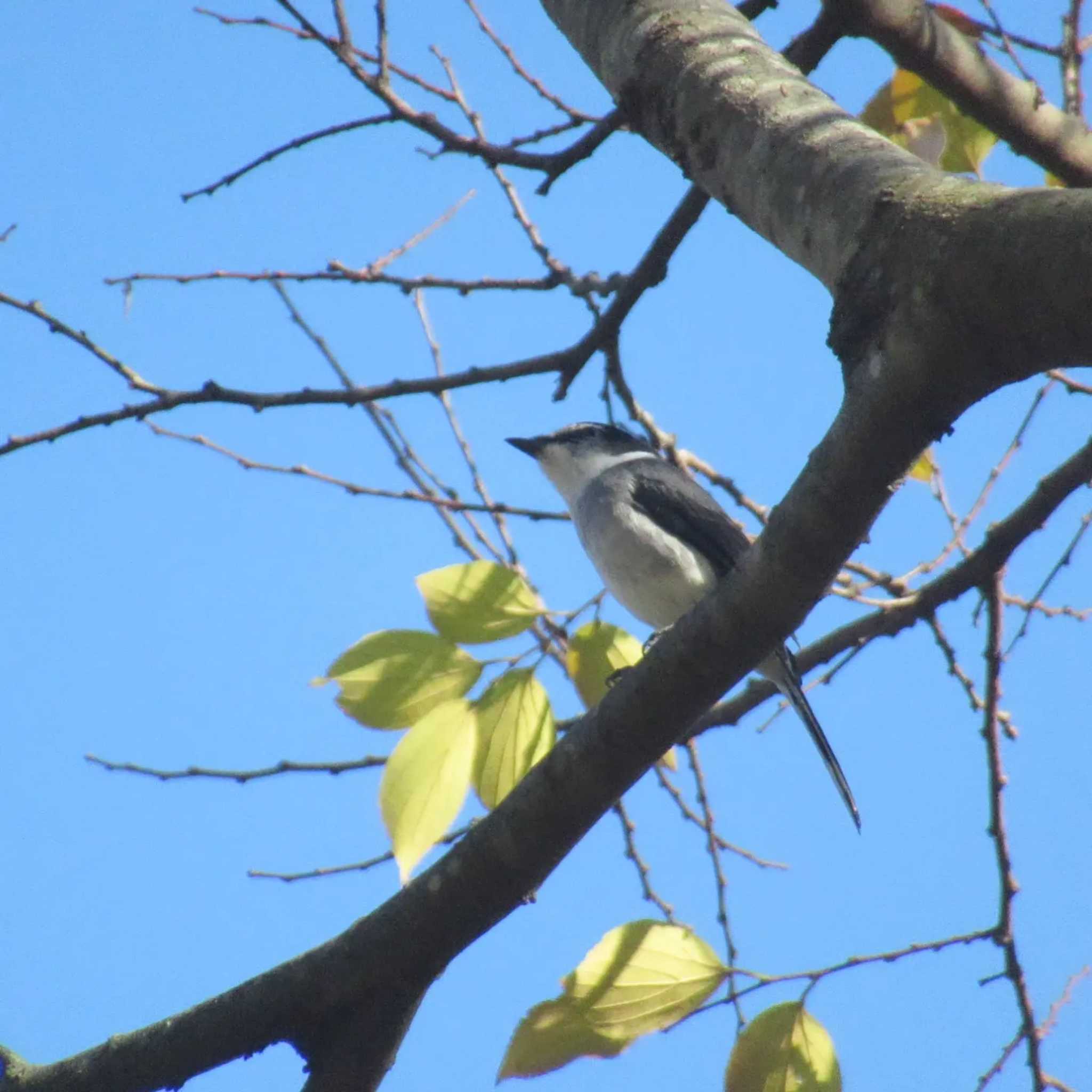 Ryukyu Minivet