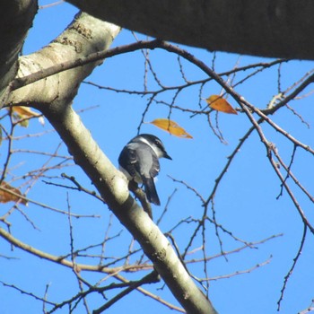 Ryukyu Minivet Showa Kinen Park Sat, 12/2/2023