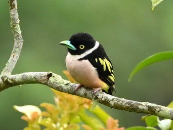 Black-and-yellow Broadbill Kinabaru park Thu, 11/23/2023