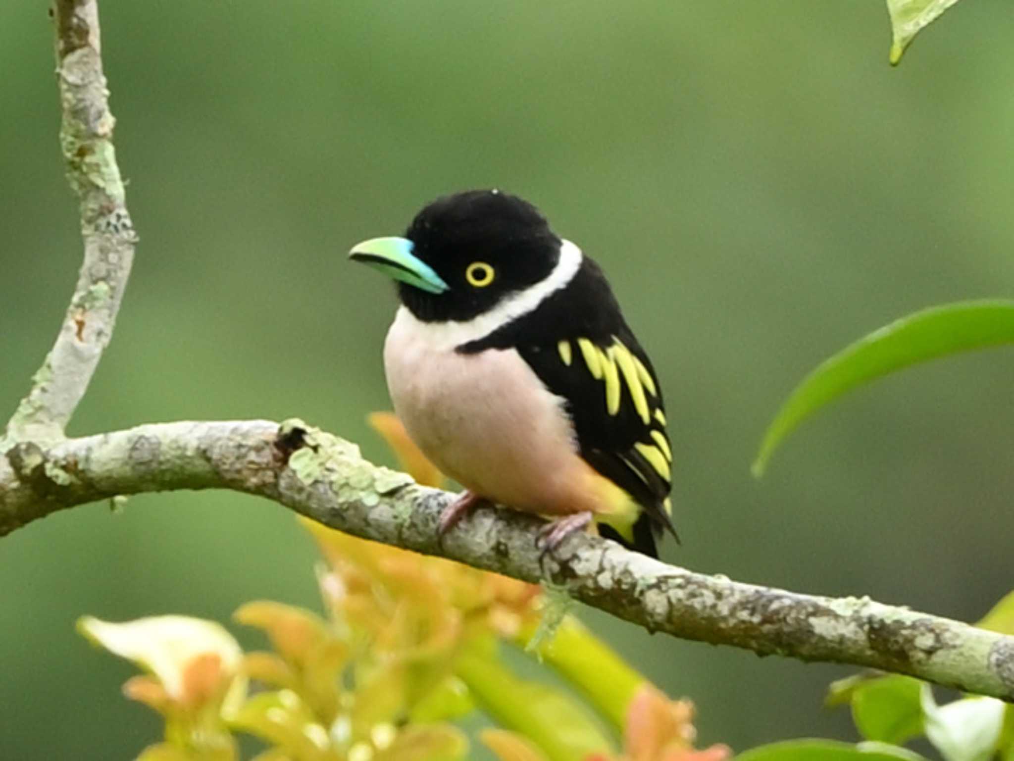 Photo of Black-and-yellow Broadbill at Kinabaru park by dtaniwaki