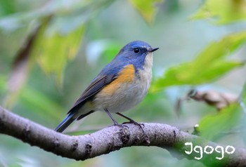 Red-flanked Bluetail 東京都立桜ヶ丘公園(聖蹟桜ヶ丘) Fri, 12/1/2023