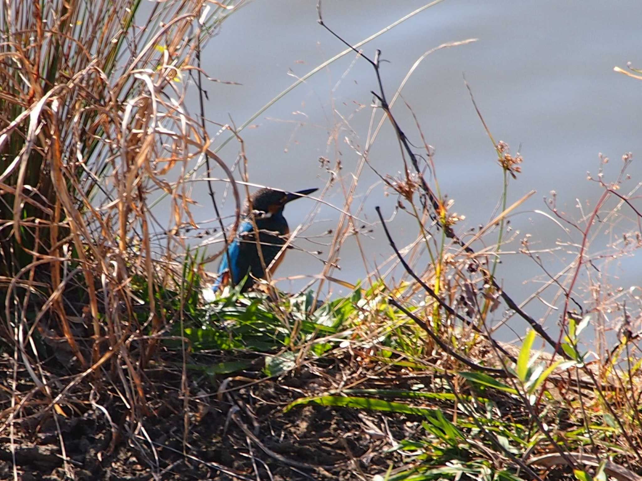 Photo of Common Kingfisher at 境川遊水地公園 by 塩昆布長