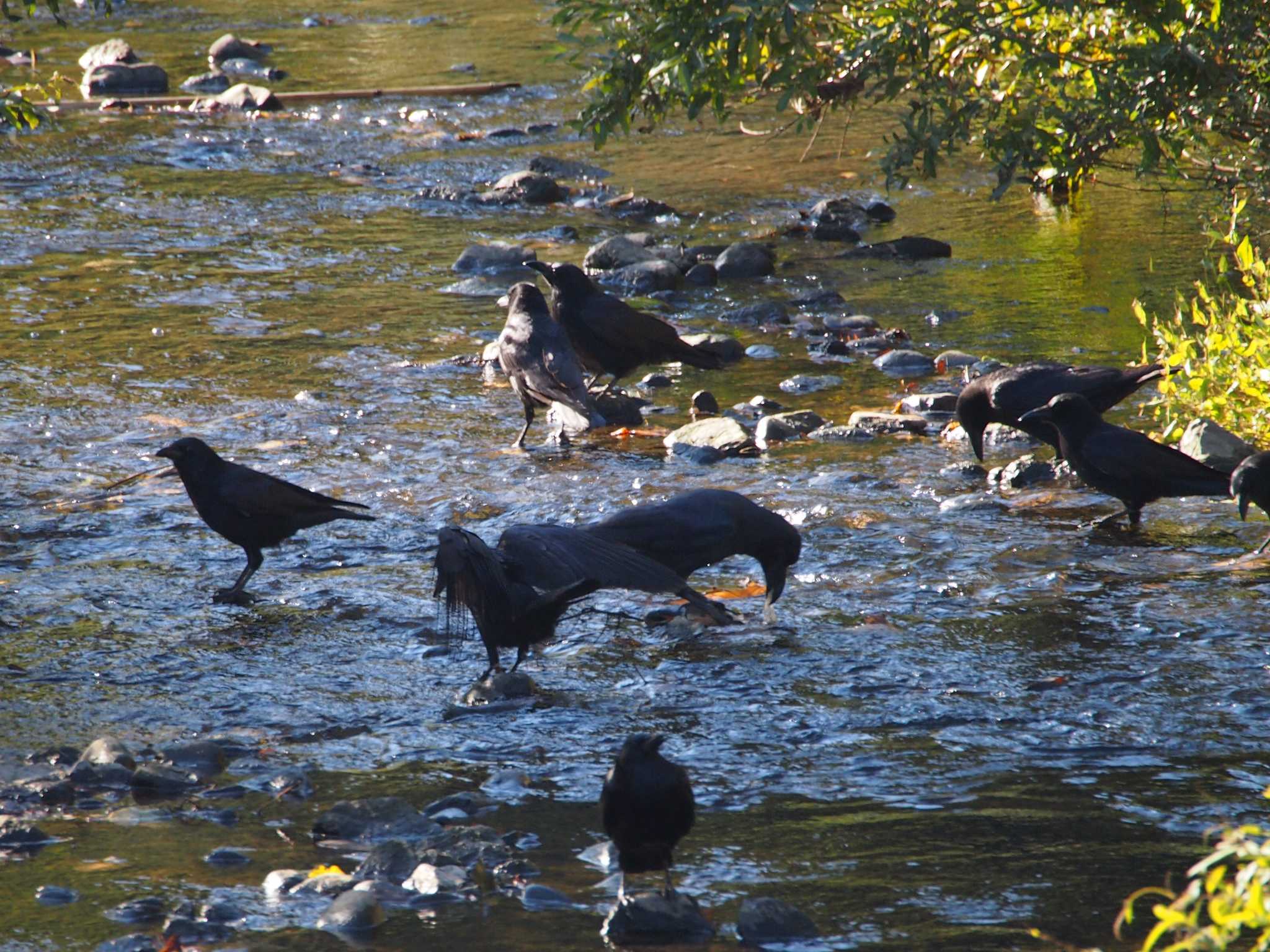 境川遊水地公園 ハシブトガラスの写真