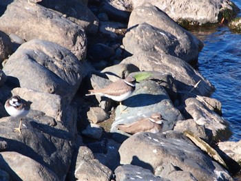 Long-billed Plover 境川遊水地公園 Sat, 12/2/2023