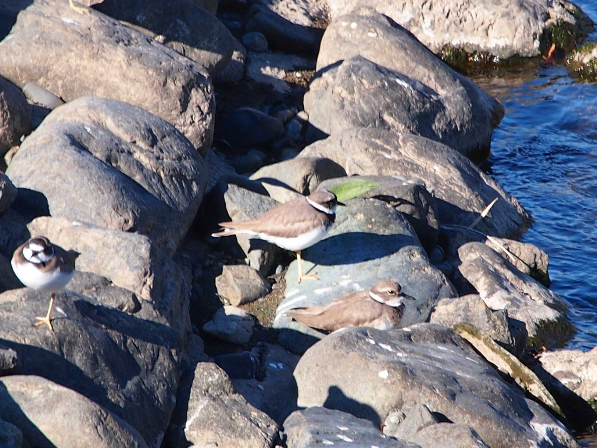 Photo of Long-billed Plover at 境川遊水地公園 by 塩昆布長