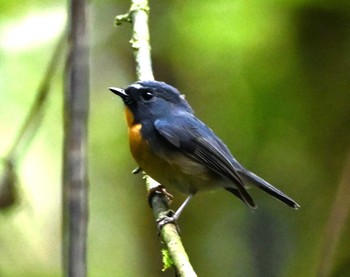 Snowy-browed Flycatcher Kinabaru park Fri, 11/24/2023