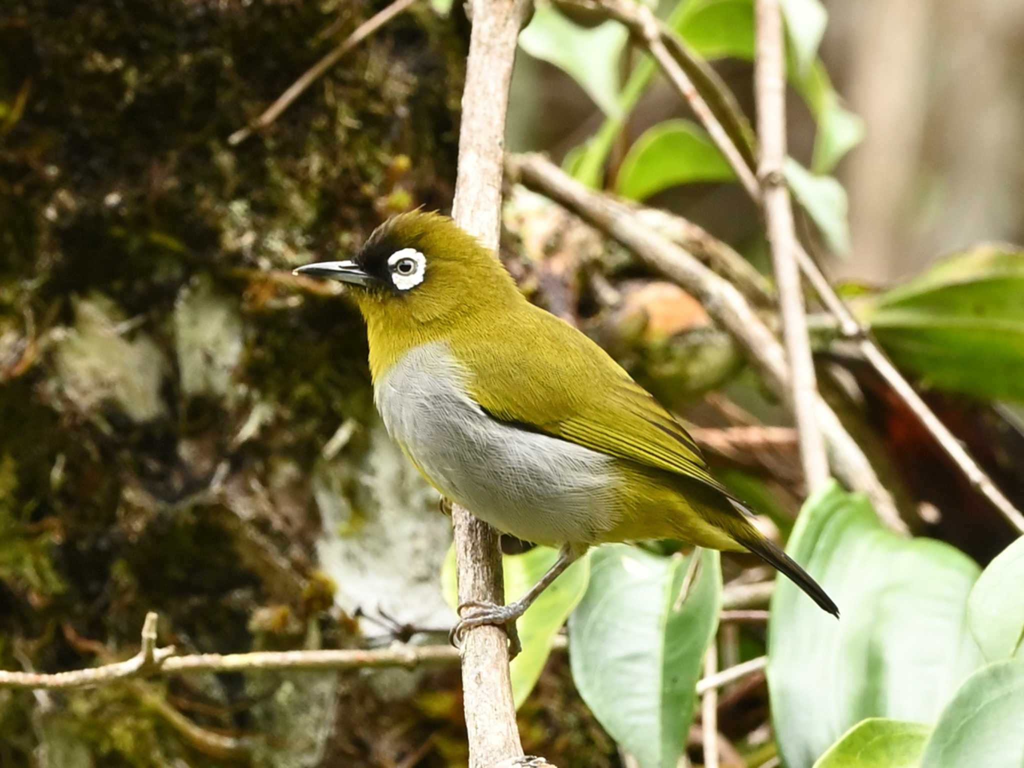 Photo of Black-capped White-eye at Kinabaru park by dtaniwaki