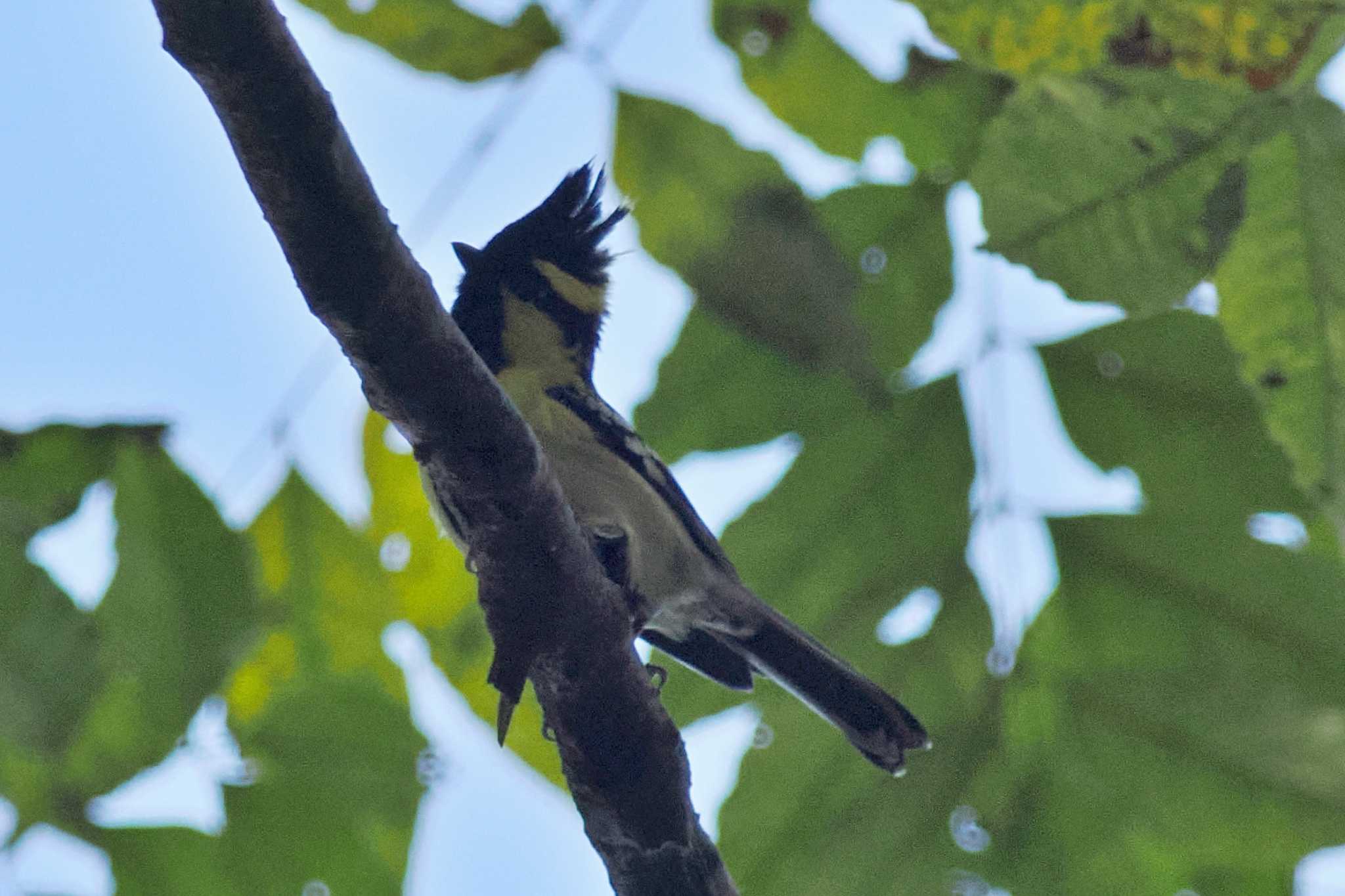 ネパール キホオカンムリガラの写真