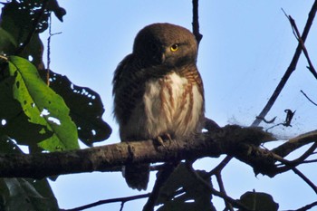 Asian Barred Owlet ネパール Fri, 11/24/2023