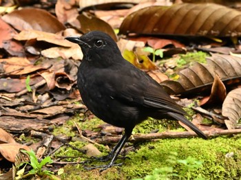 Bornean Whistling Thrush Kinabaru park Fri, 11/24/2023