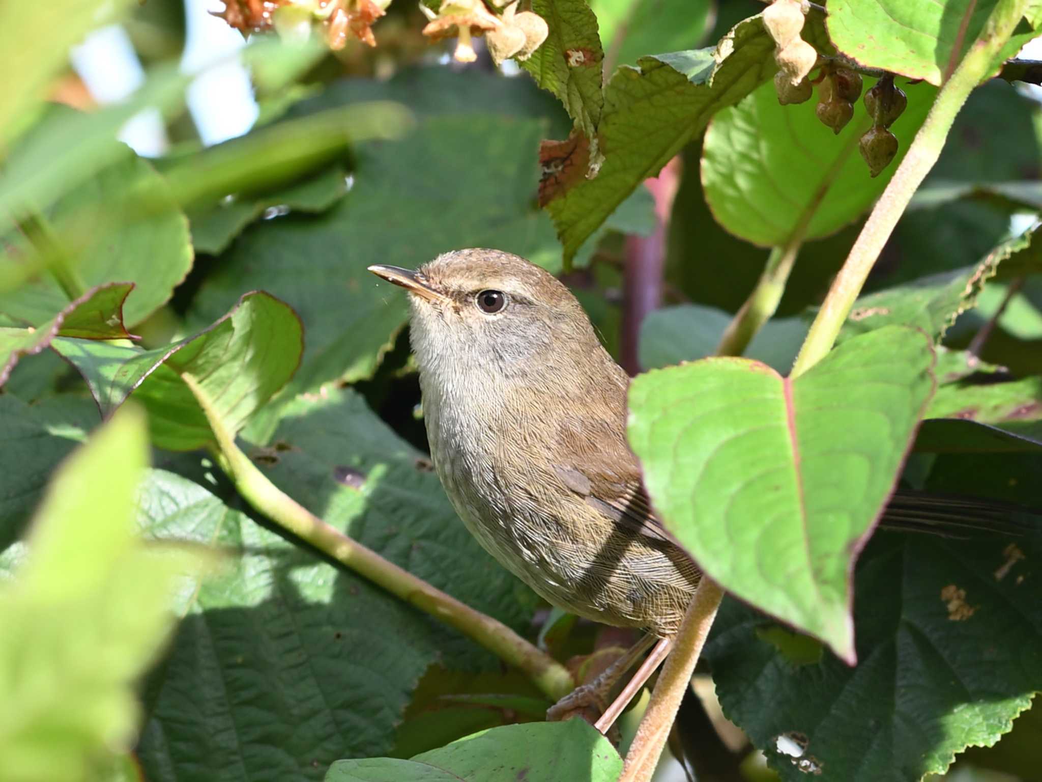 Photo of Sunda Bush Warbler at Kinabaru park by dtaniwaki