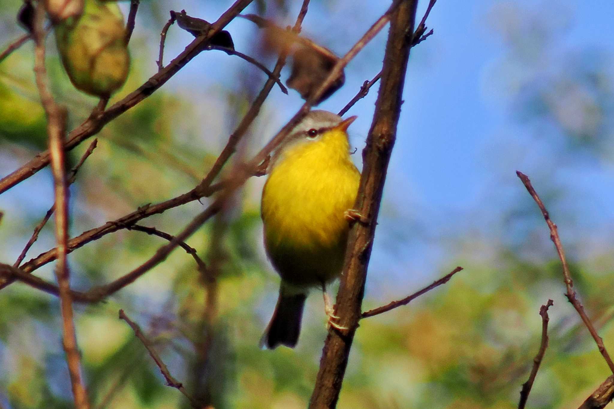 Photo of Grey-hooded Warbler at ネパール by 藤原奏冥