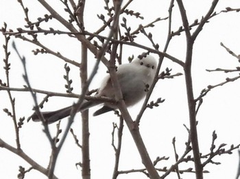 2023年12月2日(土) 旭山記念公園の野鳥観察記録