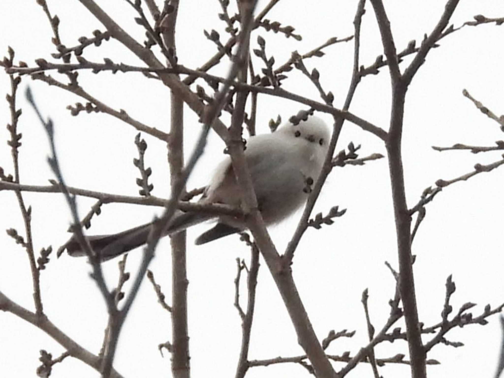 旭山記念公園 シマエナガの写真