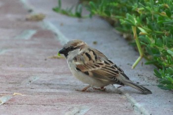 House Sparrow Dubai(UAE) Fri, 11/24/2023