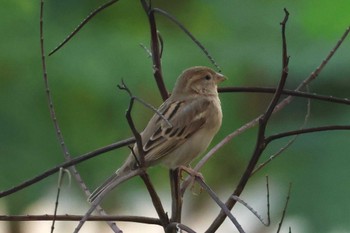 House Sparrow Dubai(UAE) Fri, 11/24/2023